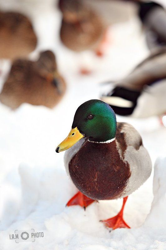 Вышел на прогулку фото превью