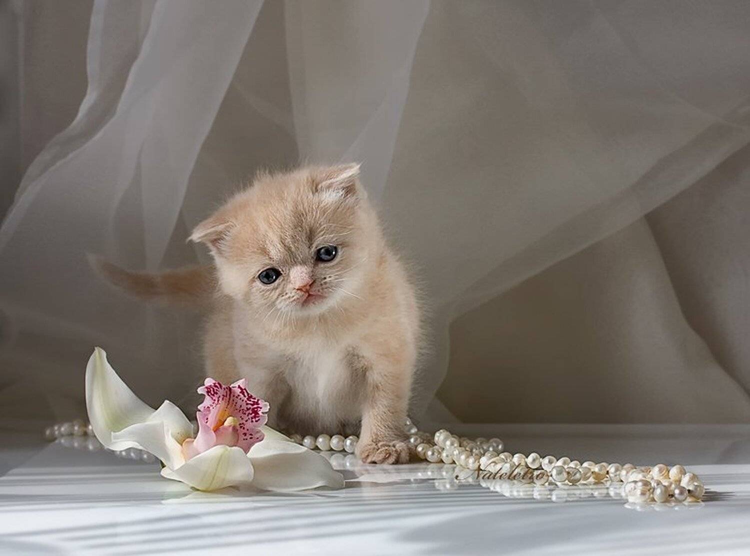 шотландская вислоухая кошечка, орхидея, жемчуг, веснушка, Nateletro