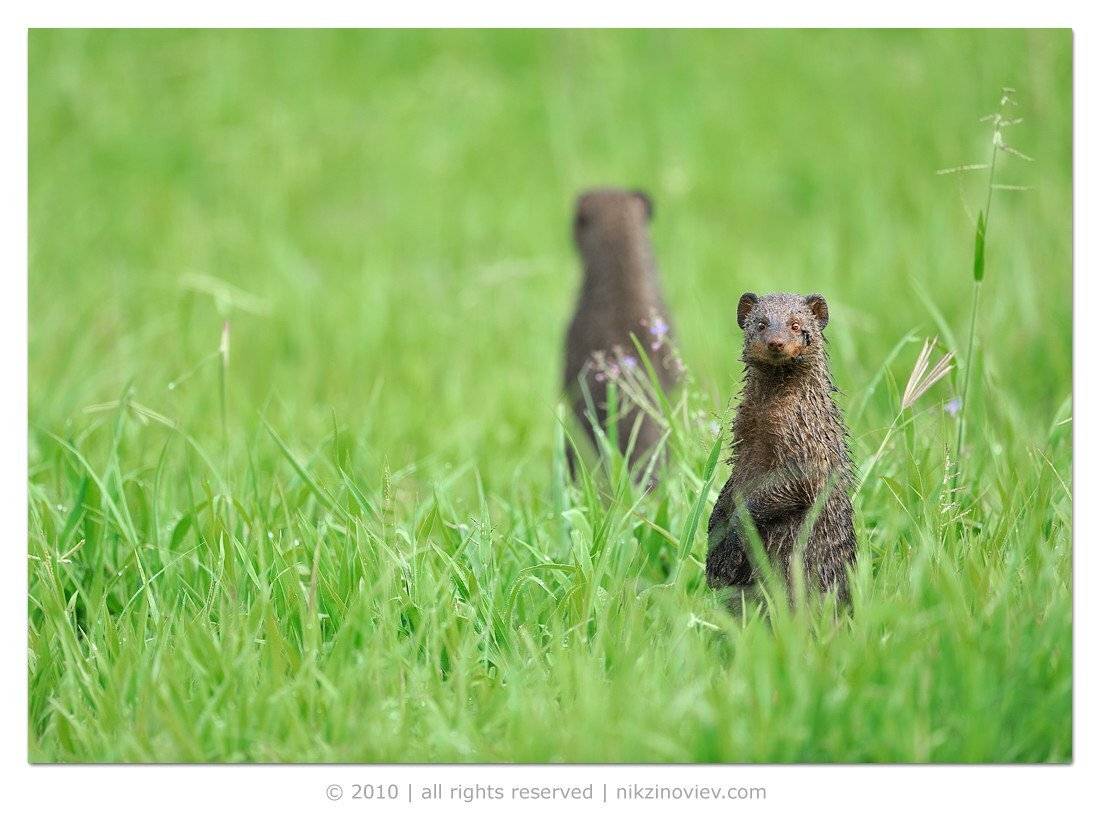 африка мангуст дикие животные танзания, Николай Зиновьев