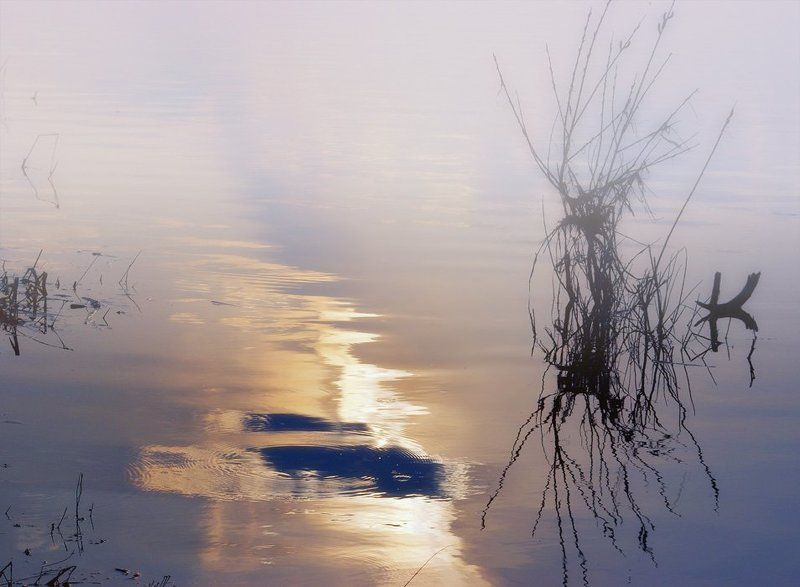 вода, весна, кусты Немного солнца в холодной воде. фото превью