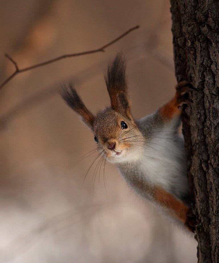 , Сергей Дорохин