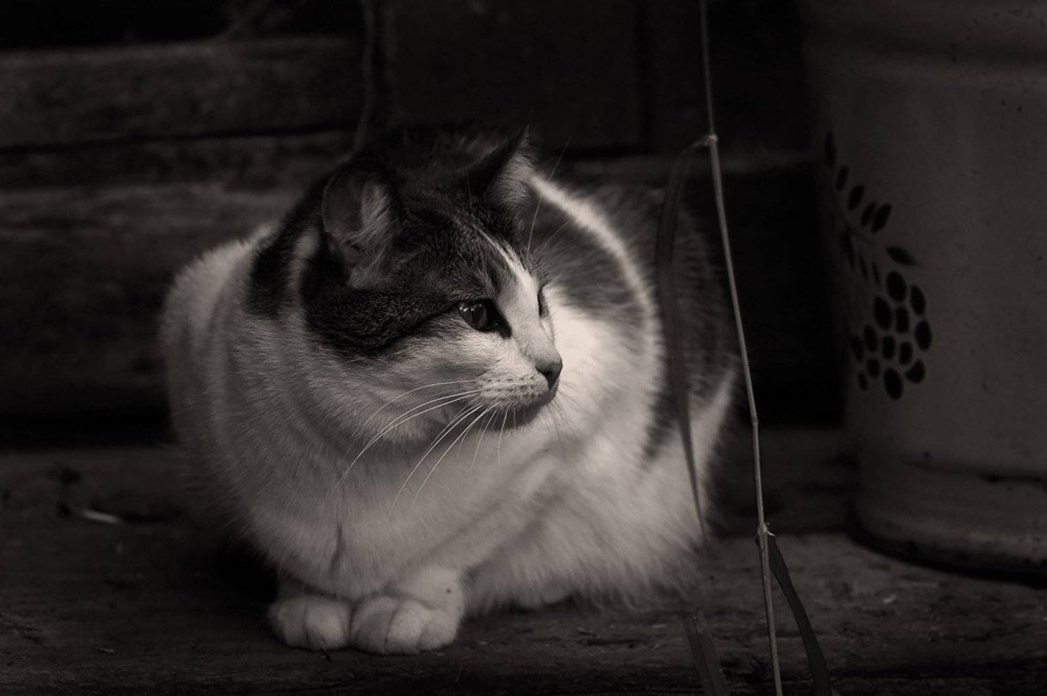 кошки дача джульетта джулька жук, nadyk