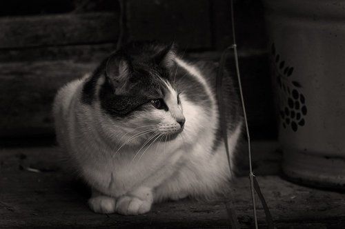 Тихонько ёкнуло сердечко: Ведёрко.. Джулька на крылечке.. Трава ершится возле ног... Был просто чудный вечерок..