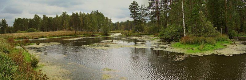 осень, урал, болото, лес, река, панорама, пейзаж, природа Осеннее болотце фото превью