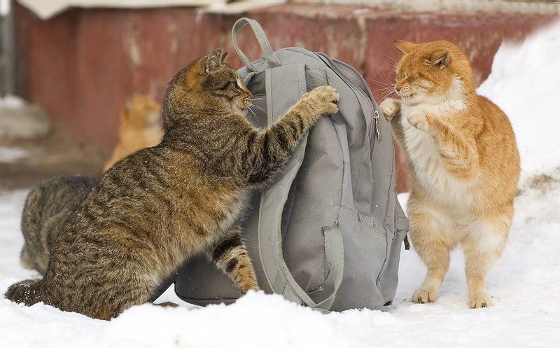 Грабют!Милицыя!!! фото превью