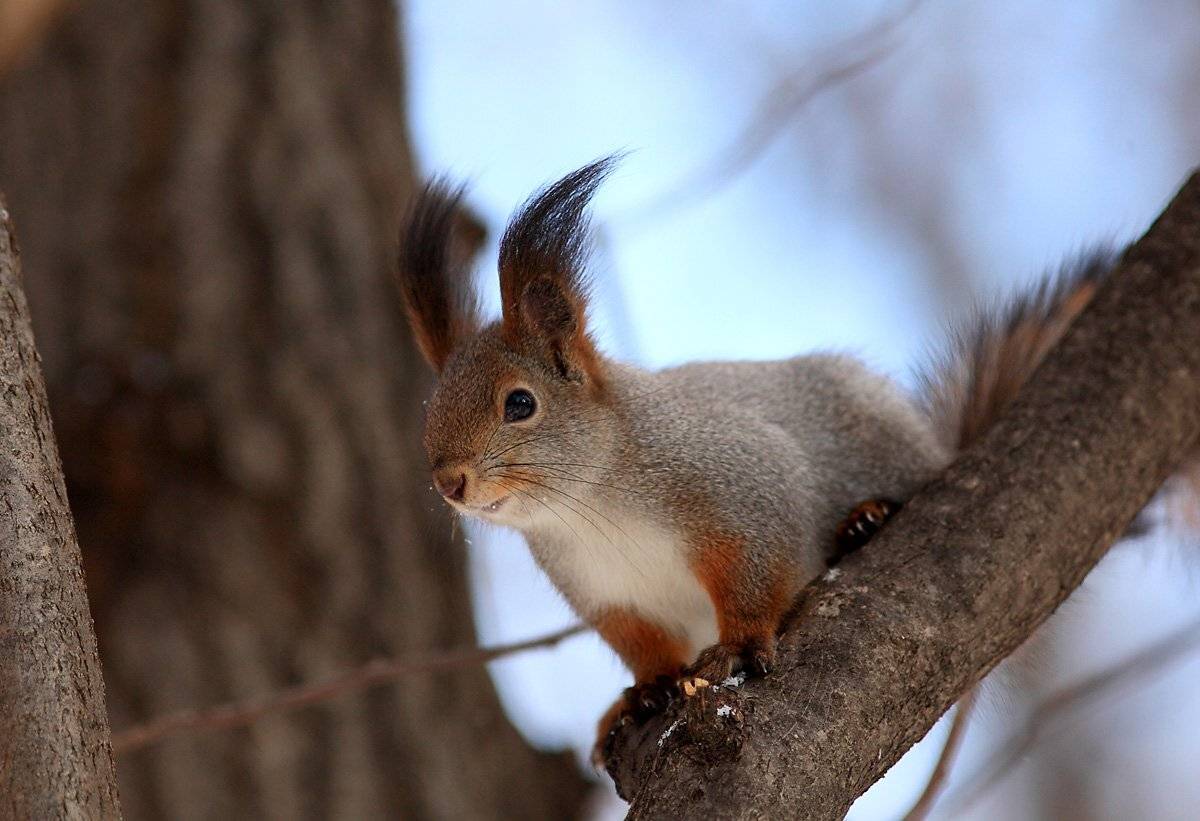 , Сергей Дорохин