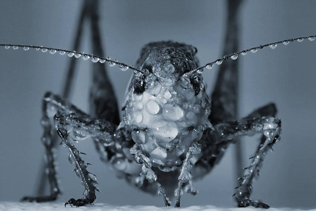 макро, роса, Александр Аседач