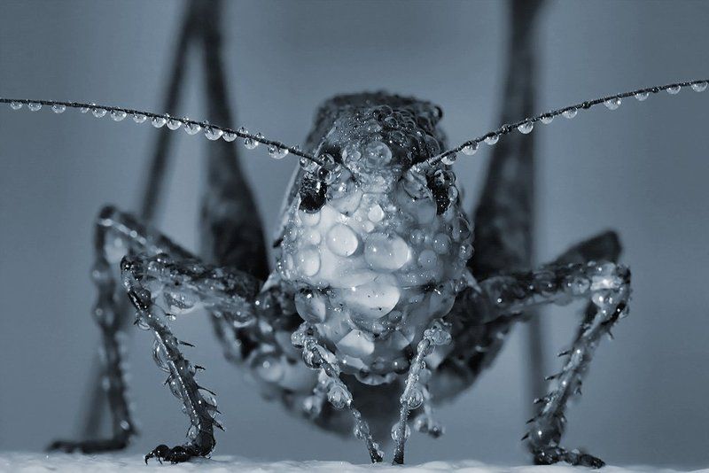 макро, роса Мокрый фото превью