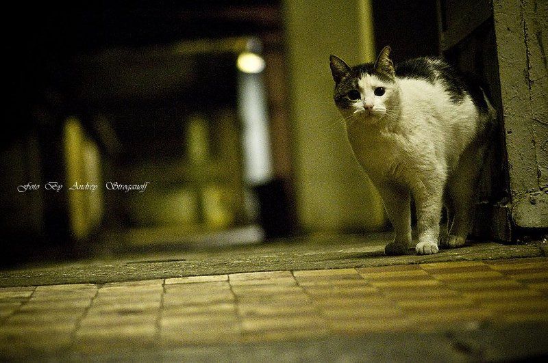 * * * фото превью