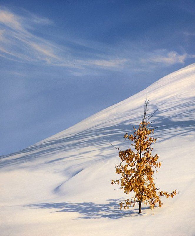 Снежные зарисовки. (3) фото превью