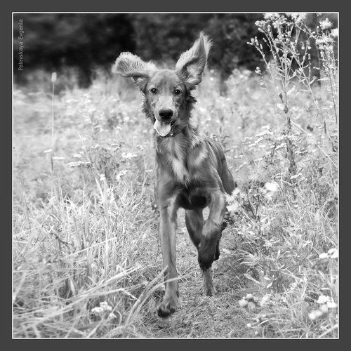 Zayka