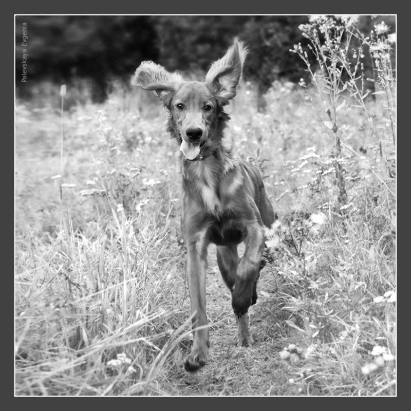 собака, зайка, чаппи, сеттер, бежит, Zayka фото превью