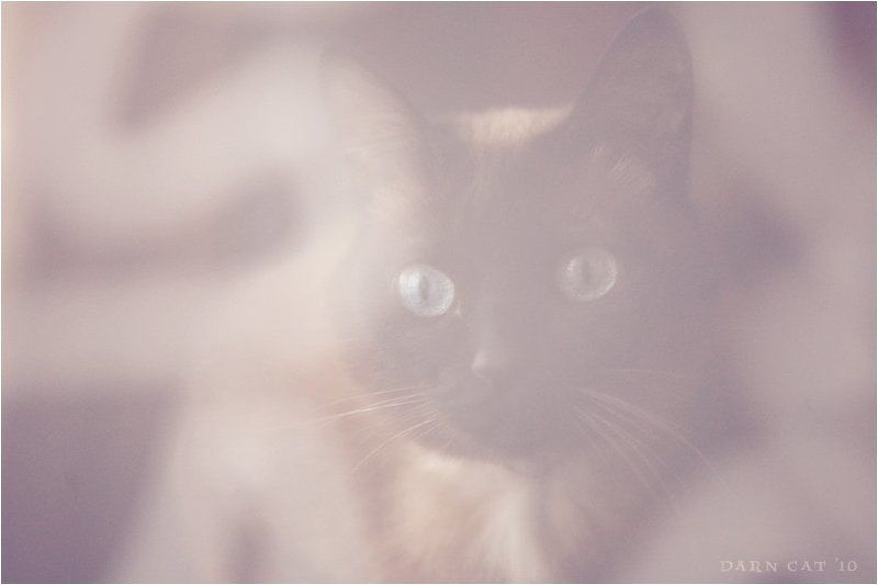 кошка, утро, взгляд, окно, штора Her Morning Elegance фото превью