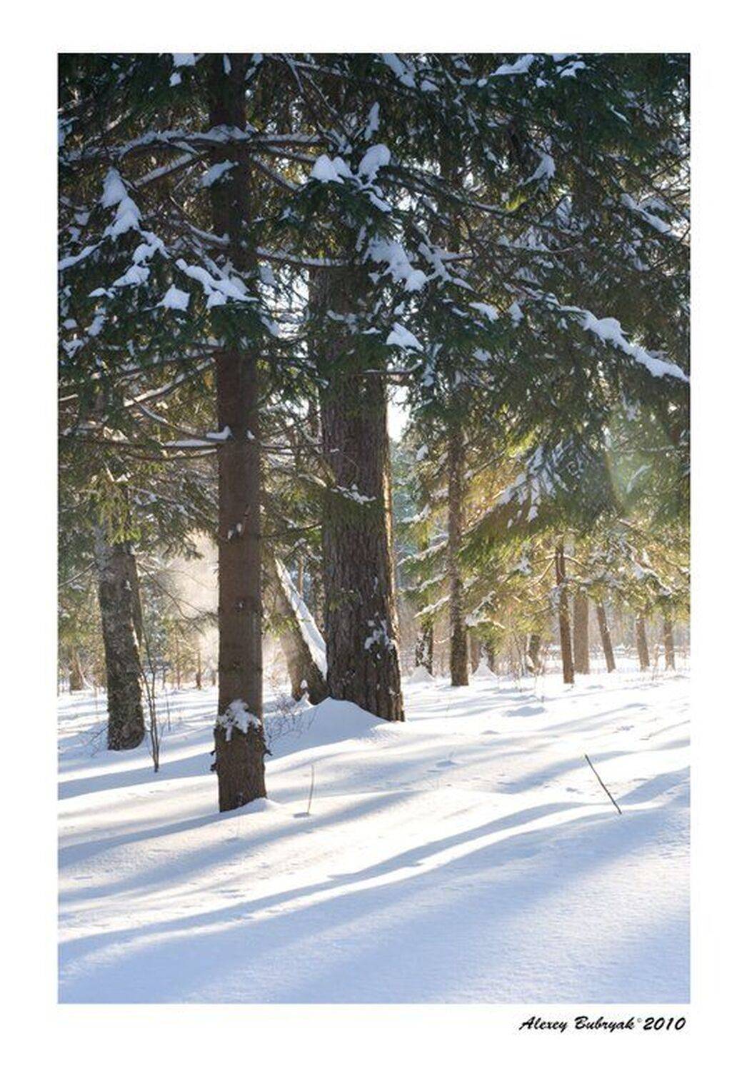 лес, зима, россия, север, alexeywp