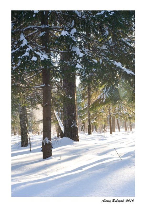 лес, зима, россия, север  фото превью