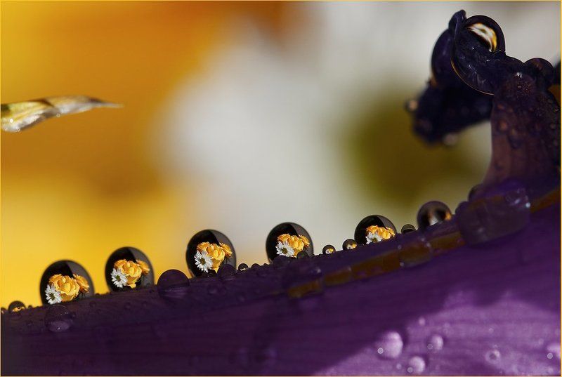 Капли фото превью