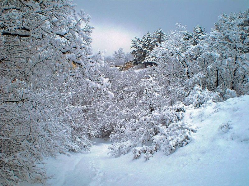 выпал снег фото превью