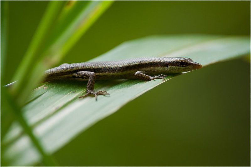 сейшелы,ла диг,ящерица, Это её мир фото превью