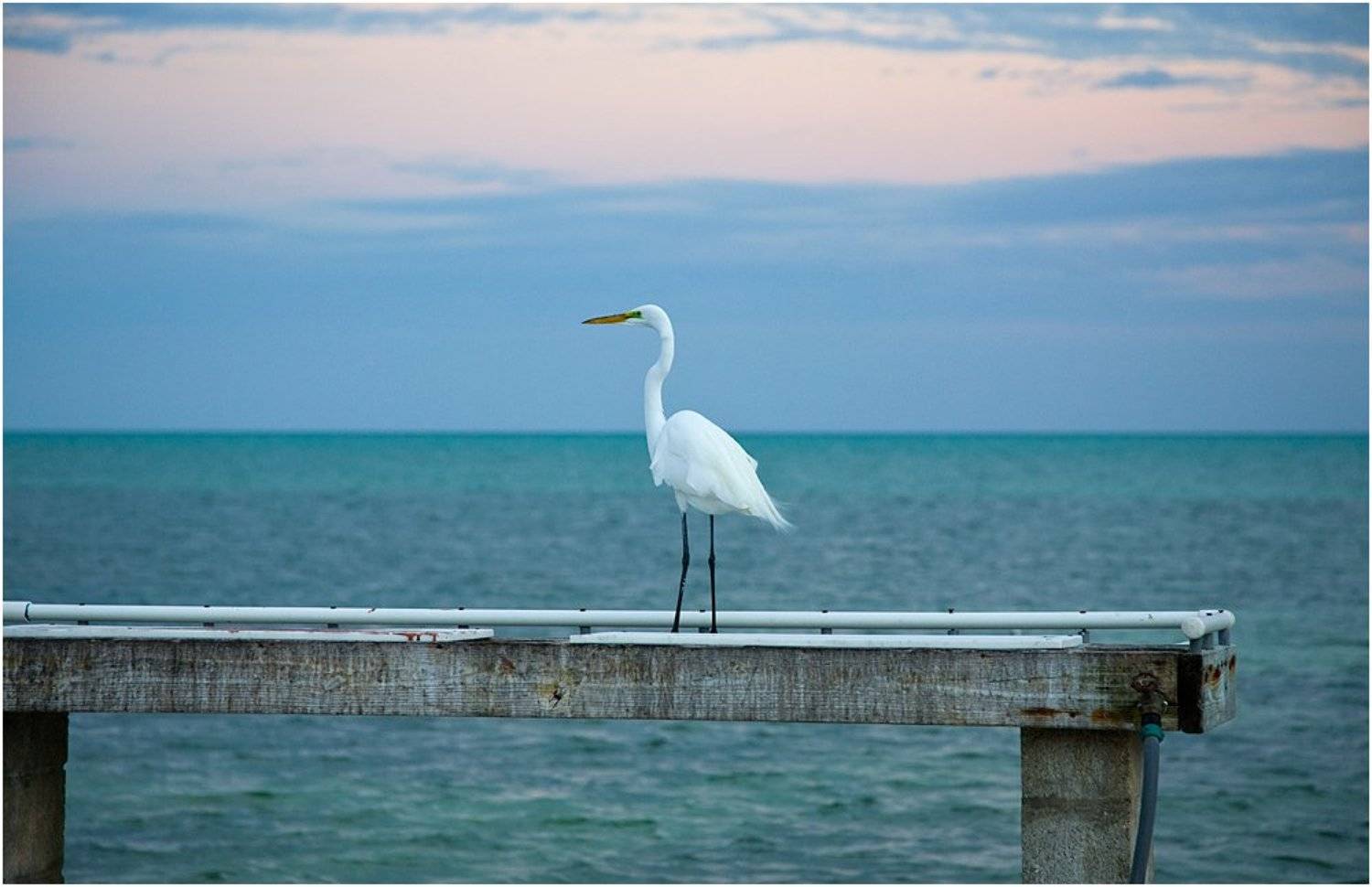 , Дмитрий Рогатин