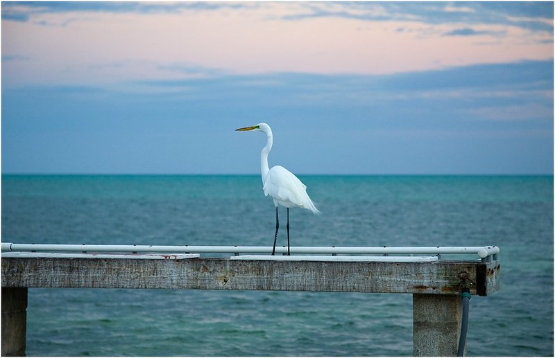 Ассоль фото превью