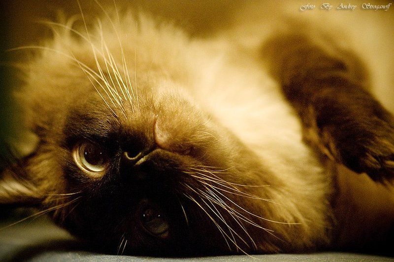 * * * фото превью