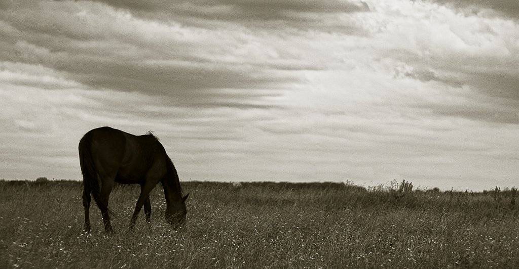 конь, поле, Mishin Ilay