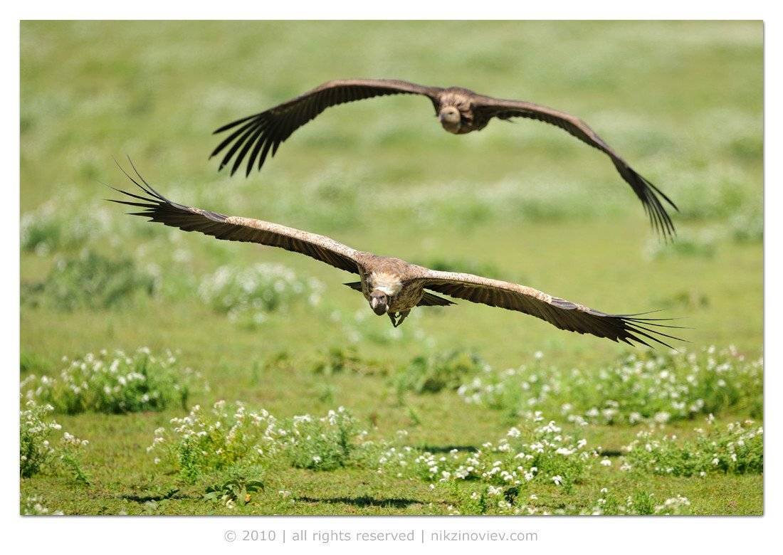 африка, серенгети, дикие животные, гриф, птица, Николай Зиновьев