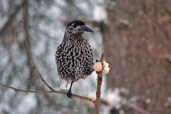 зима, птица, кедровка, сало, remx