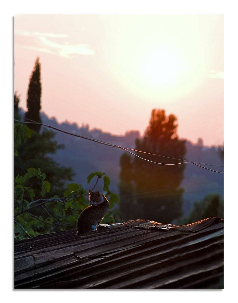 кошка, крым , рассвет, Александр Мартынов