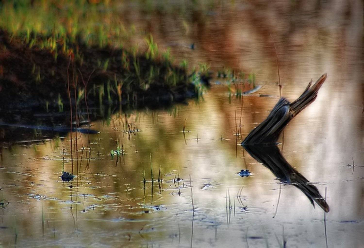 лягушки, болото, прошлое лето