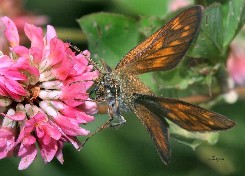 , Олег Сурьянинов