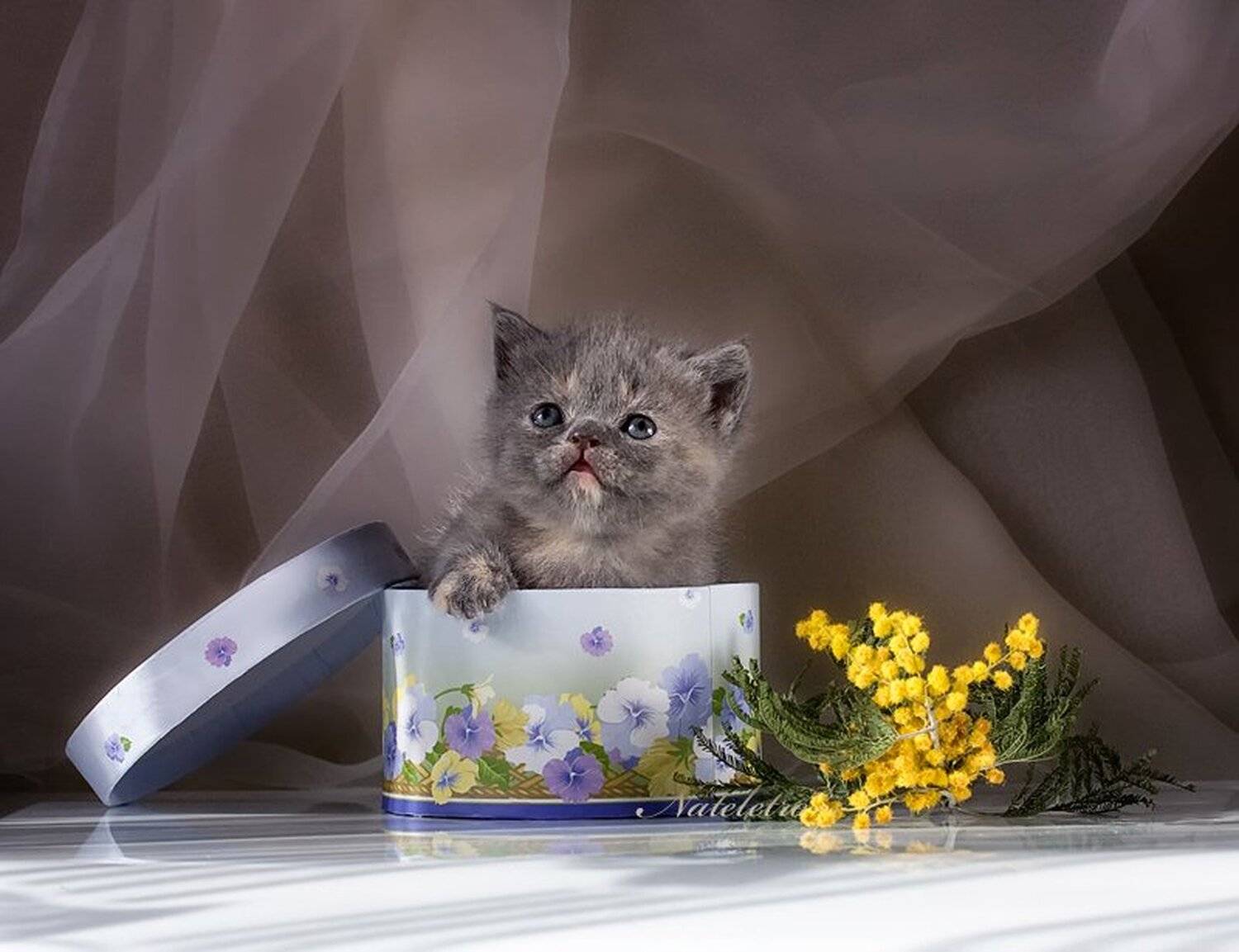 котёнок, цветы, Nateletro