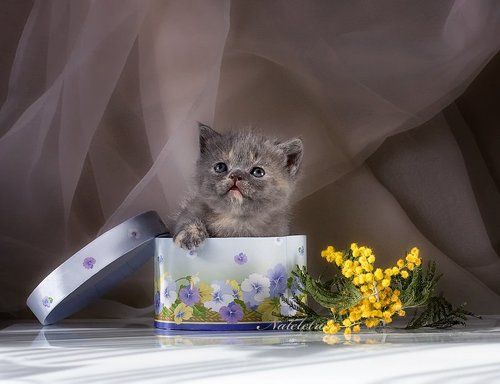 Мимоза