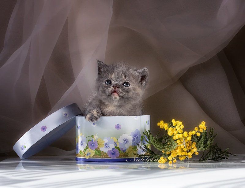 Мимоза фото превью
