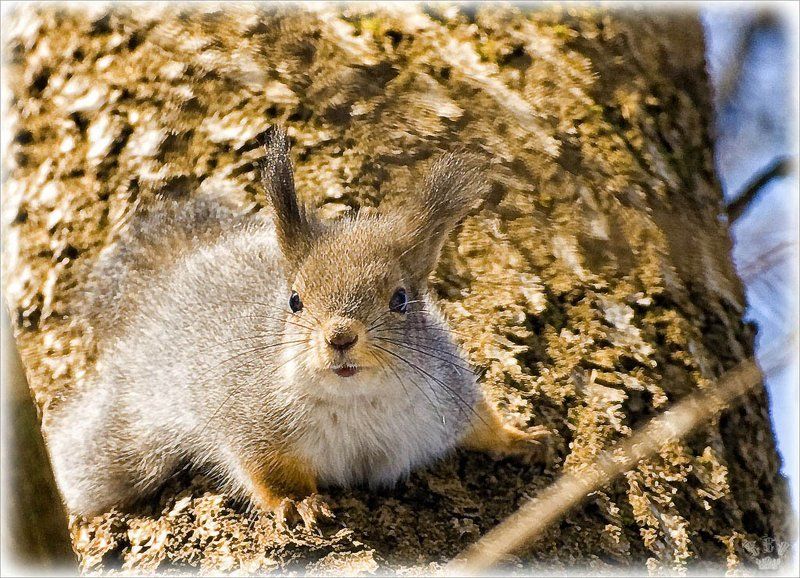 vvs, белки Московские белки. фото превью
