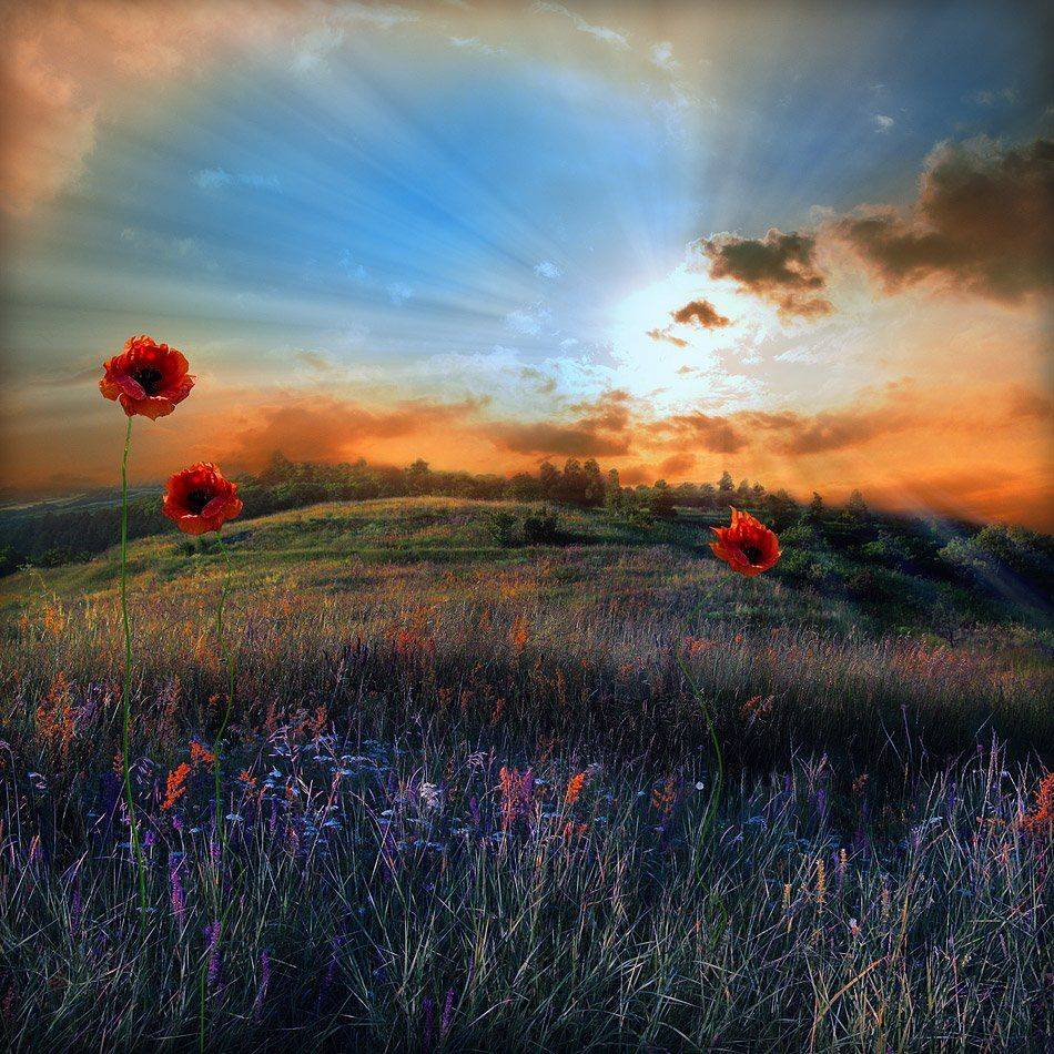 , Елена Брежицкая