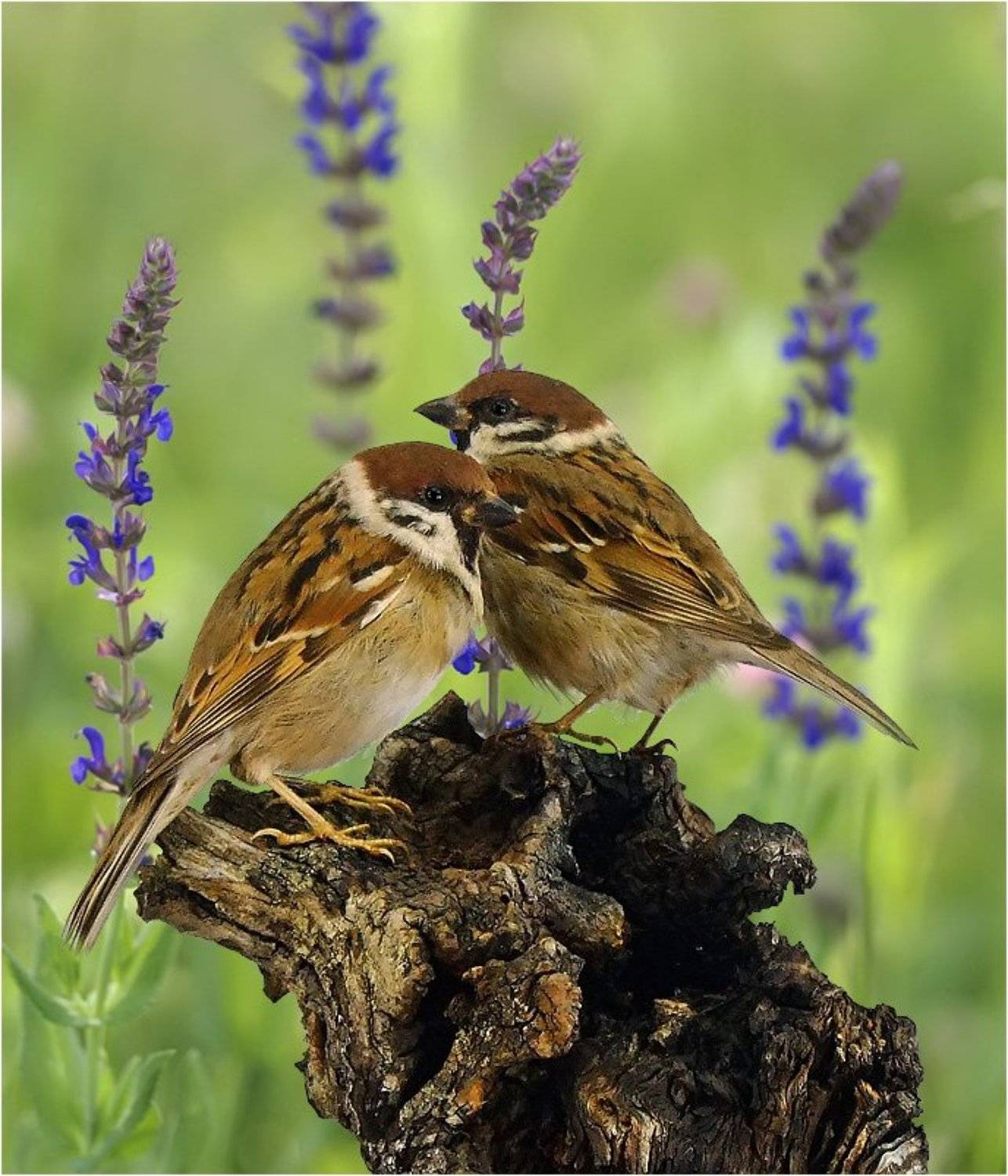 , Александр