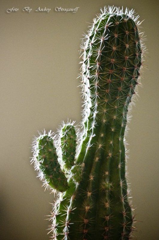 * * * фото превью