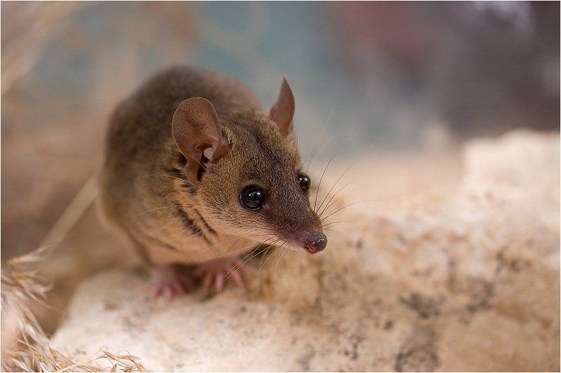 домовый опоссум, monodelphis domestica, зоопарк, Хищник фото превью