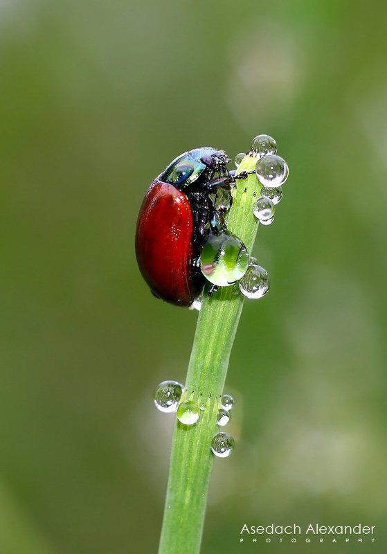 макро, жук, роса, утро Утро фото превью