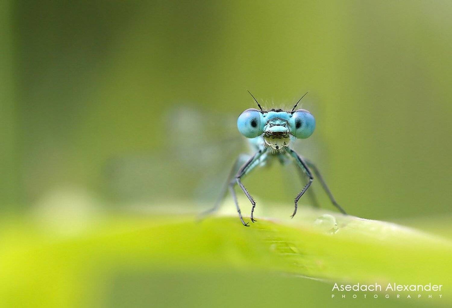 , Александр Аседач