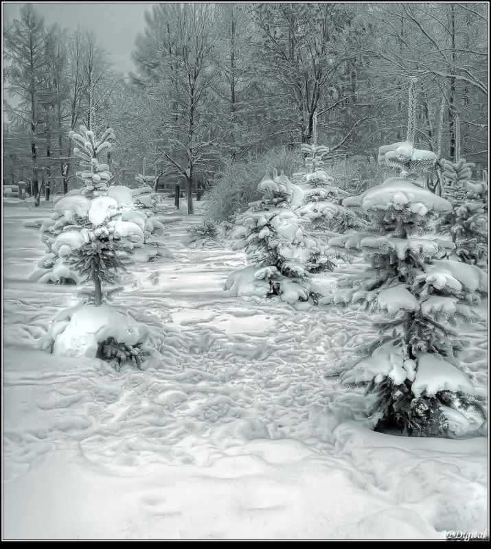 Зимний парк фото превью