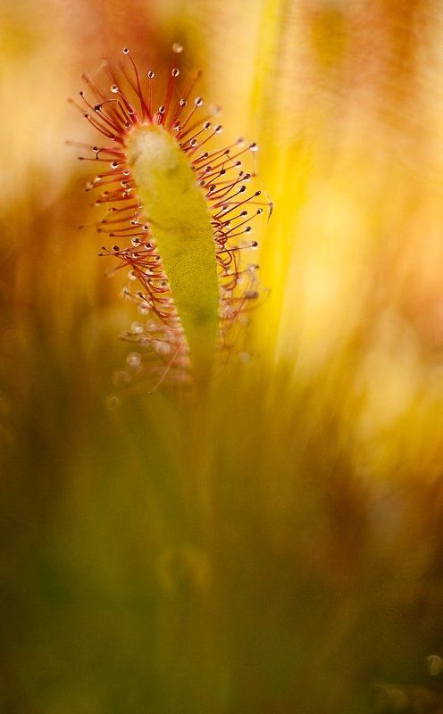 росянка, липучка, макро,цвет Игра с цветом фото превью