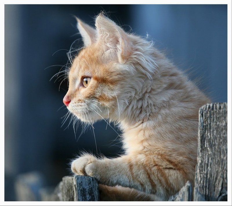 Инстинкт... фото превью