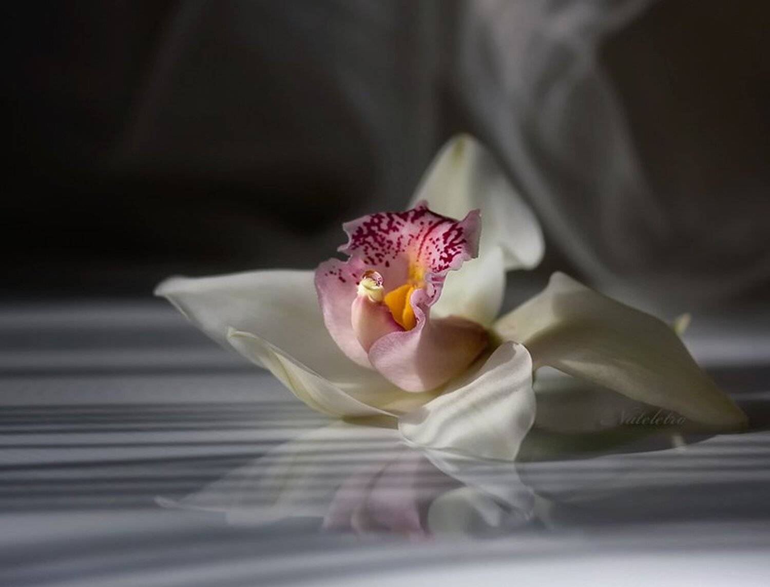 орхидея, Nateletro