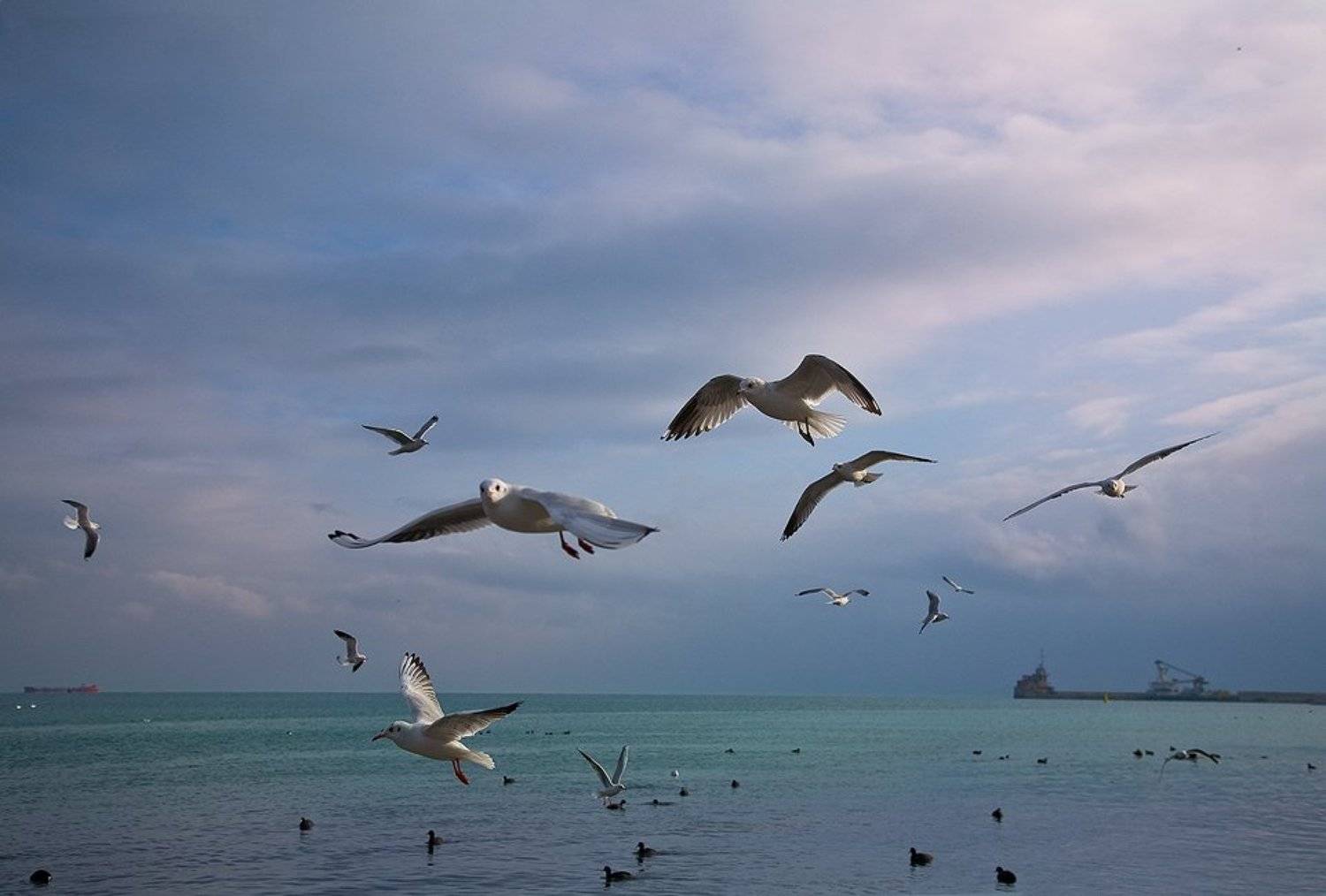 феодосия, порт,  чайки, tolyan139