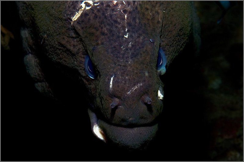 Бывалый фото превью