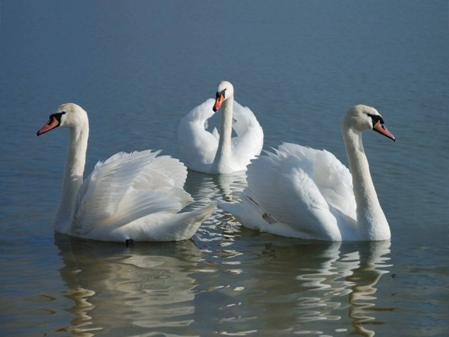 лебеди, птицы, водоплавающие, вода, озеро, Bucanero El