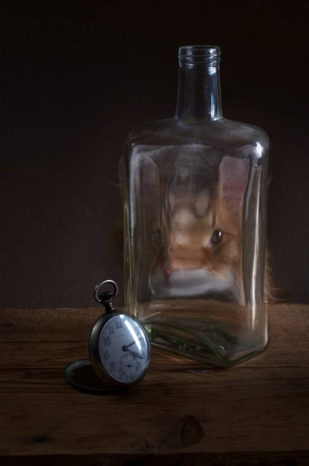 cat, , still-life, , кот, , натюрморт, , время, Melentev