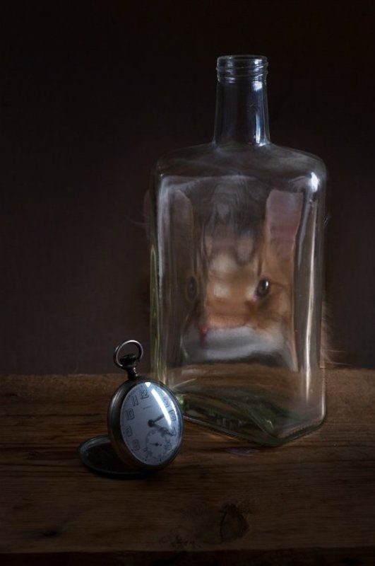 cat, , still-life, , кот, , натюрморт, , время На-тюр-Морд фото превью